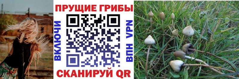 это как зайти  Светогорск  Галлюциногенные грибы Cubensis 